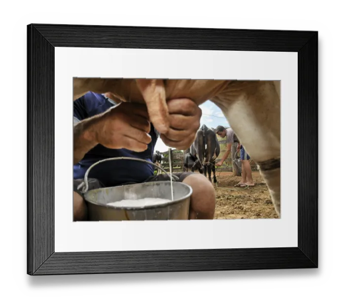 Framed Print : Milking cows by hand, traditional dairy farming