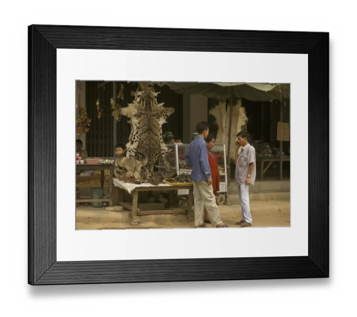 Framed Print : Clouded Leopard skins and wildlife products for sale
