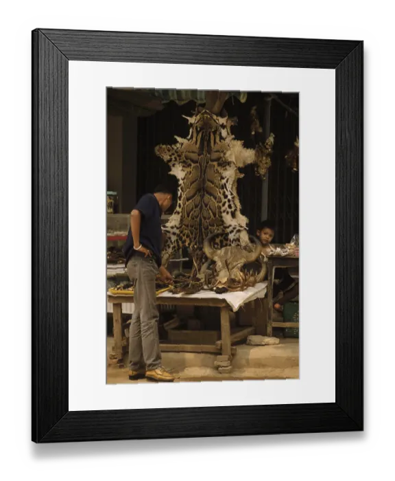 Framed Print : Clouded Leopard skins and wildlife products for sale Framed Print : Clouded Leopard skins and wildlife products for sale