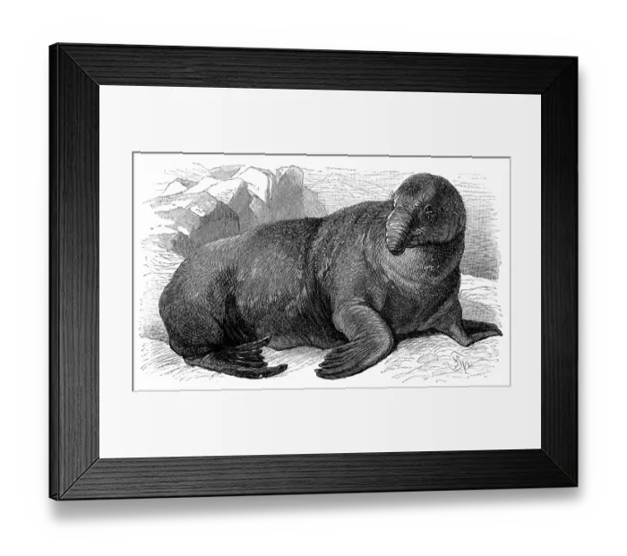 Framed Print : Sea-Elephant (Cystophora Proboscidea)