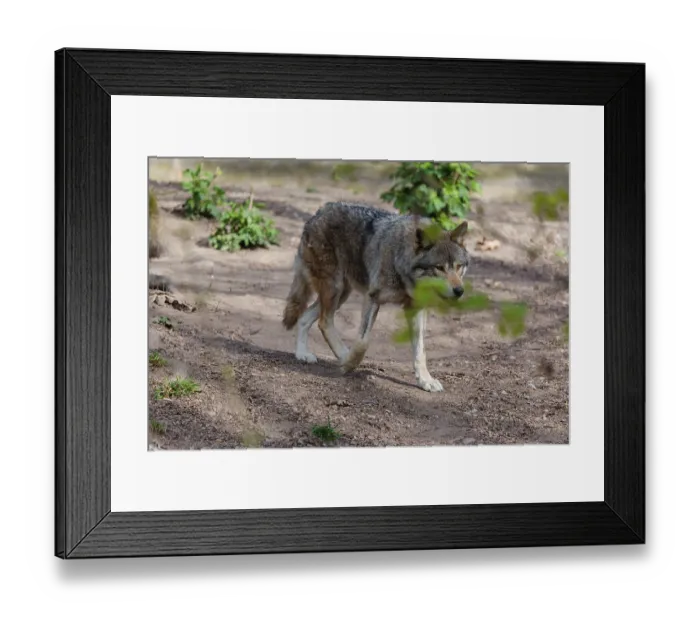 Framed Print : A Eurasian gray wolf (Canis lupus lupus) runs across a dry forest floor