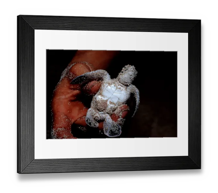 Framed Print : Baby Green sea turtle, green turtle Chelonia mydas