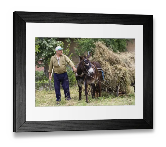 Framed Print : Farmer with Donkey chart, Muselievo near Pleven