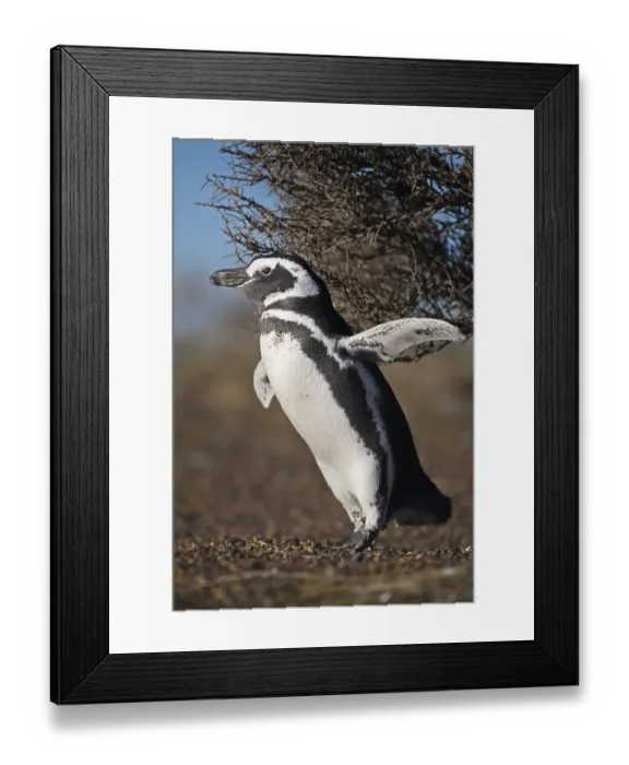 Framed Print : Magellanic penguin (Spheniscus magellanicus) at Punta Tombo