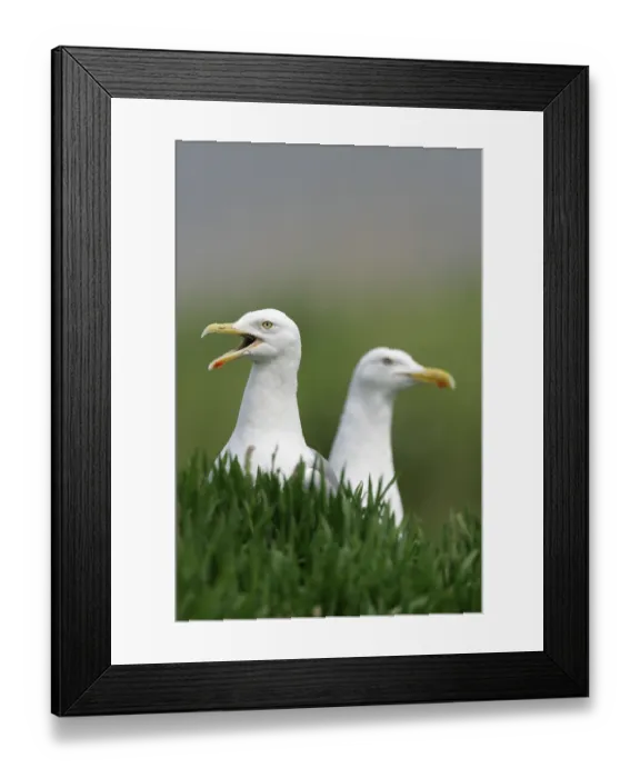 Framed Print : European herring gulls (Larus argentatus) Germany Framed Print : European herring gulls (Larus argentatus) Germany