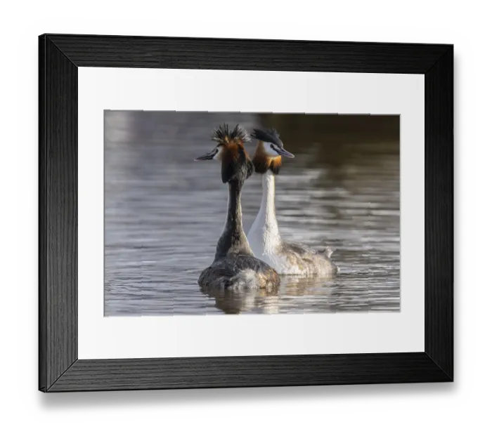 Framed Print : Great Crested Grebe (Podiceps Scalloped ribbonfish) Courtship