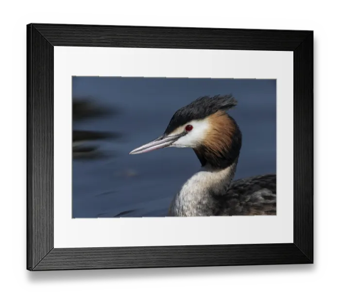 Framed Print : Great Crested Grebe (Podiceps cristatus)