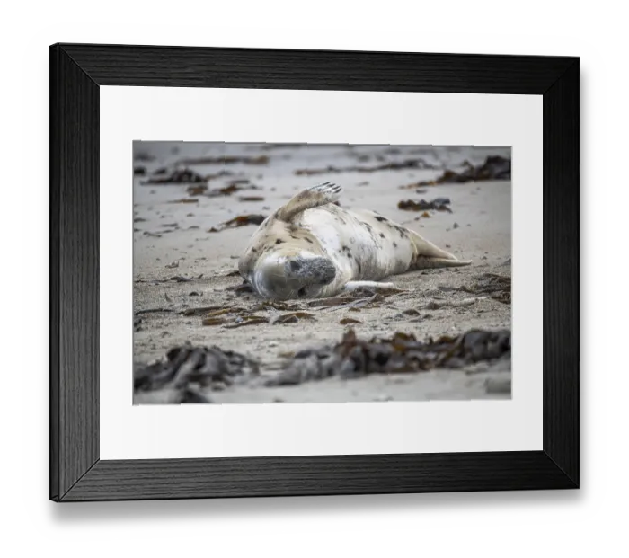 Framed Print : Grey seal (Halichoerus grypus)