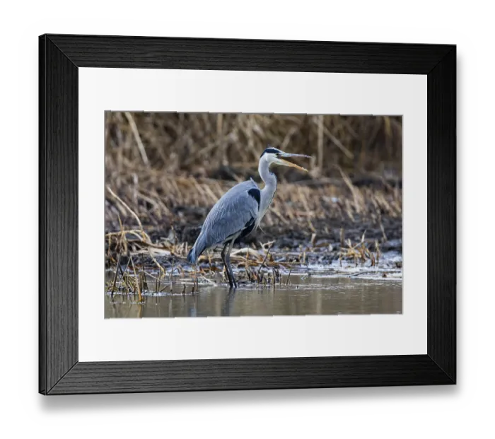 Framed Print : Grey heron (Ardea cinerea) Germany