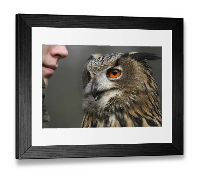 Framed Print : Bubo bubo
