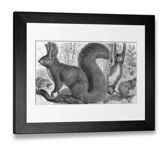 Framed Print : Red squirrel on engraving from 1890