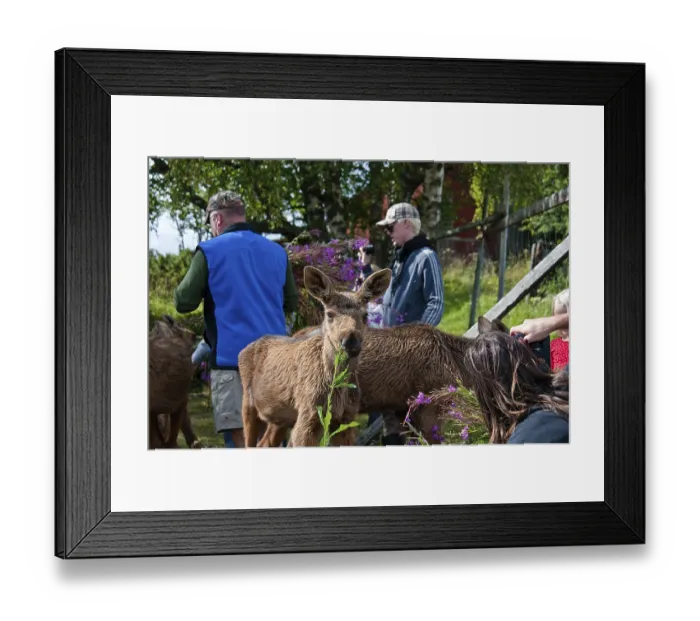 Framed Print : Elch, Moosgarden near Orrviken
