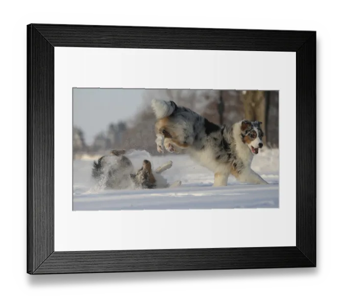 Framed Print : Australian Shepherds romping in the snow