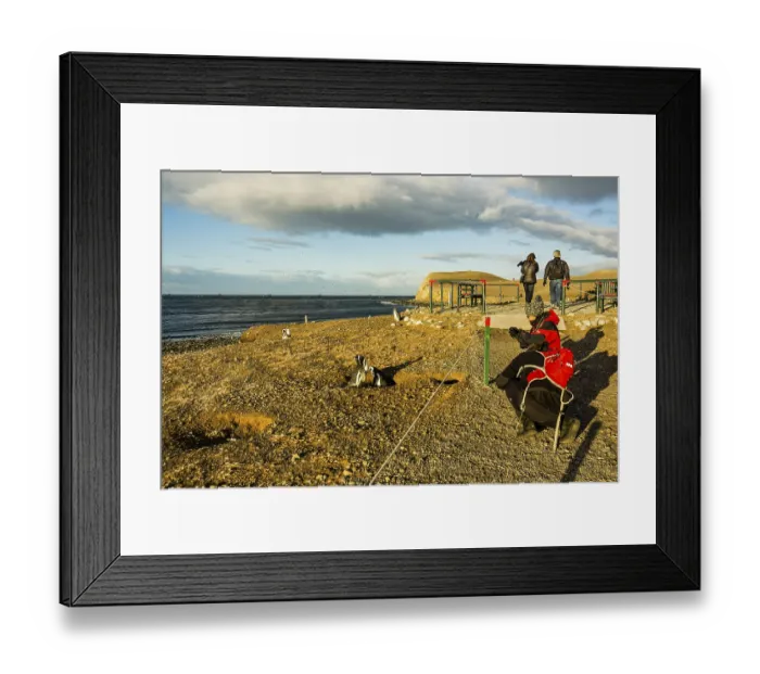 Framed Print : Magellanic penguin colony, -Spheniscus magellanicus