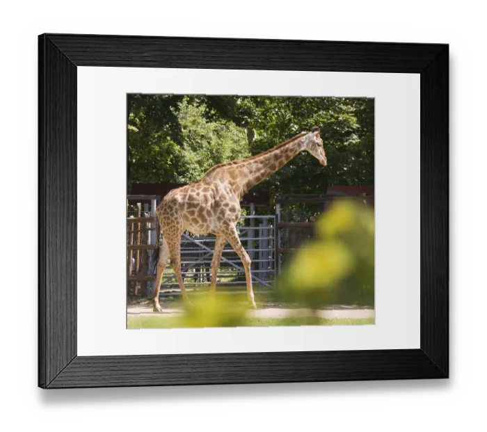 Framed Print : Animal at the Moscow zoo, giraffe