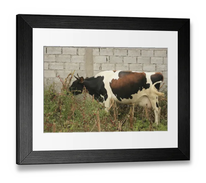 Framed Print : A cow grazing in a farmers field of corn in Cotacachi
