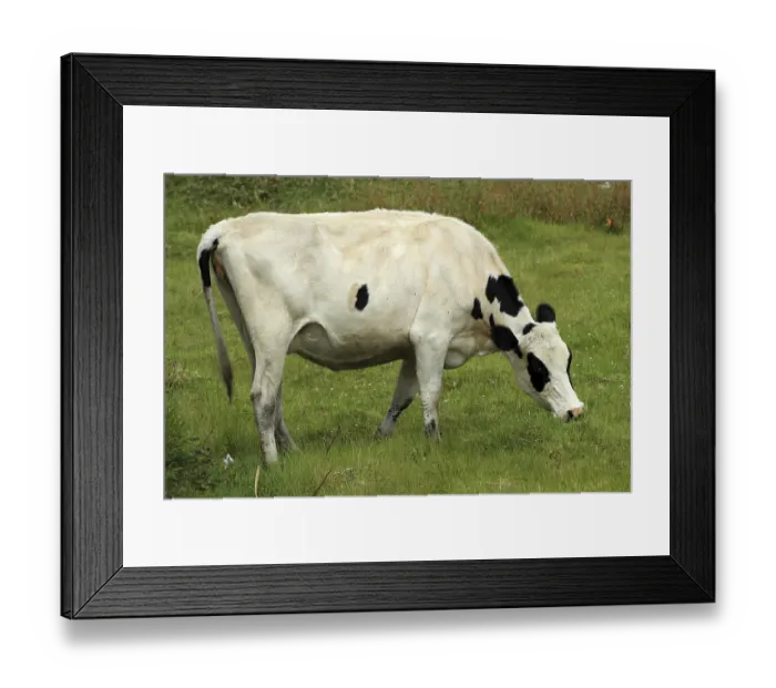 Framed Print : A white Holstein cow grazing in a farmers pasture in Cotacachi