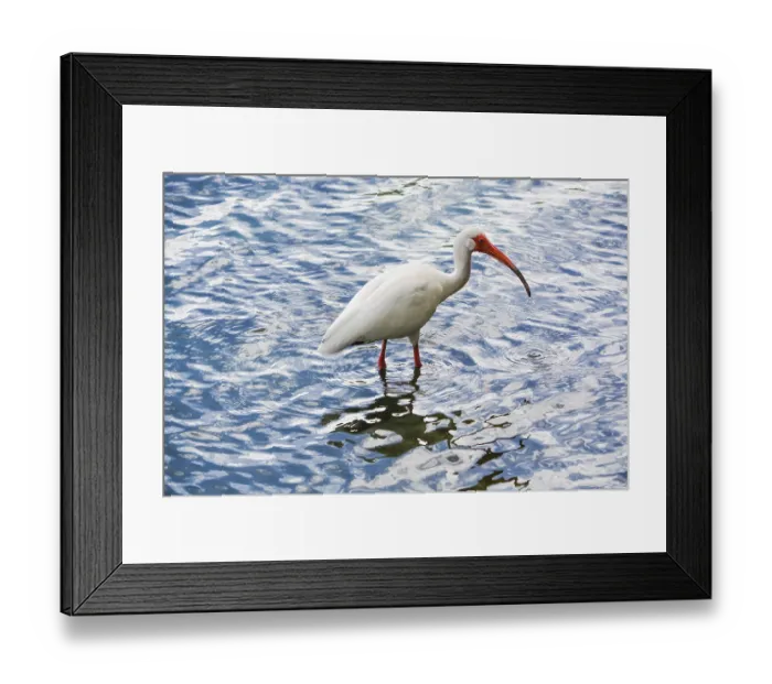 Framed Print : American White Ibis (Eudocimus albus) feeding at Lake Eola Park in Orlando
