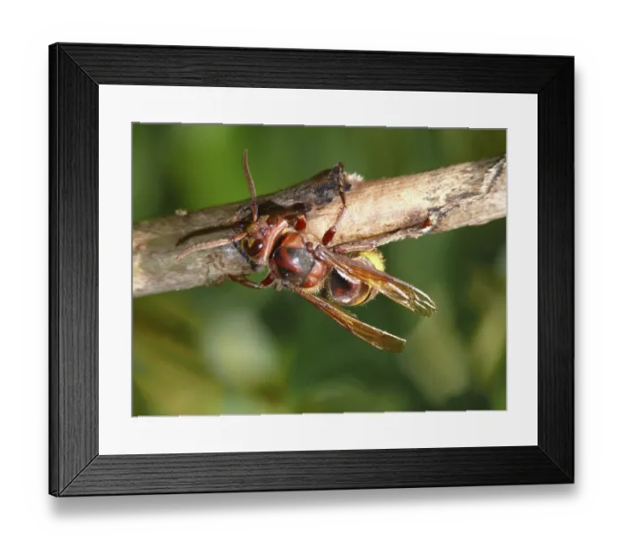 Framed Print : Hornet, vespa, vespa crabro, insect Framed Print : Hornet, vespa, vespa crabro, insect