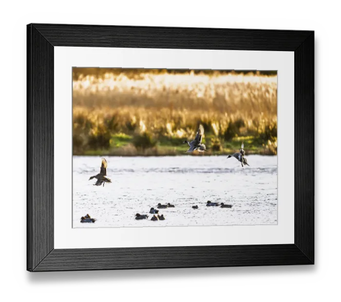 Framed Print : Northern Pintail, Anas acuta, Birds in flight over marshes
