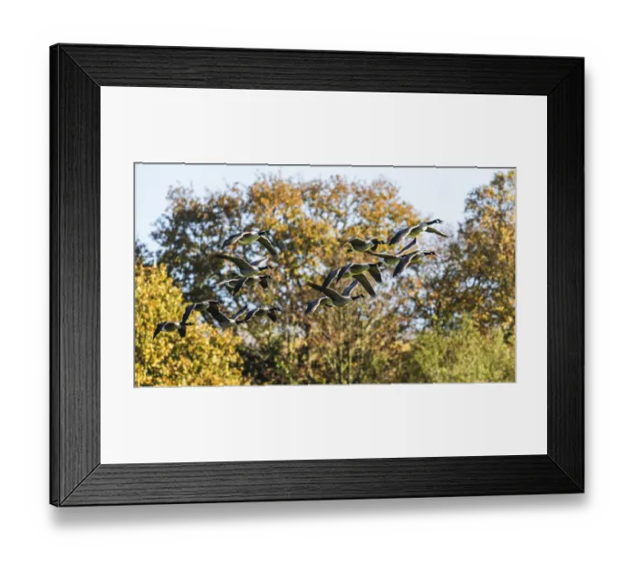 Framed Print : Canada Goose, Branta Canadensis