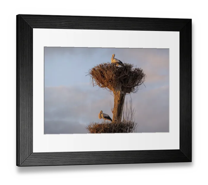 Framed Print : White storks, Rapperswil, Switzerland Framed Print : White storks, Rapperswil, Switzerland