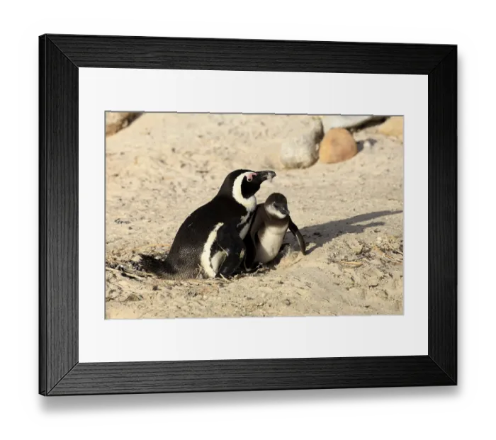 Framed Print : African penguin (Spheniscus demersus)