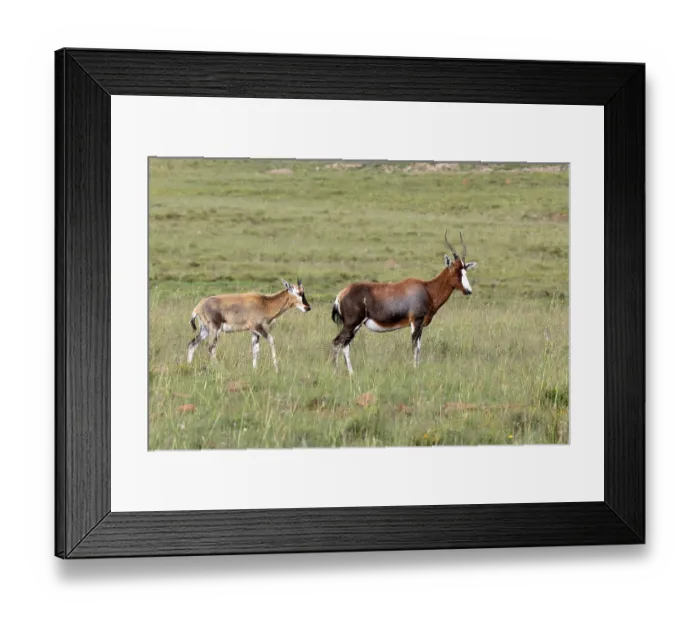 Framed Print : Bontebok (Damaliscus pygargus)