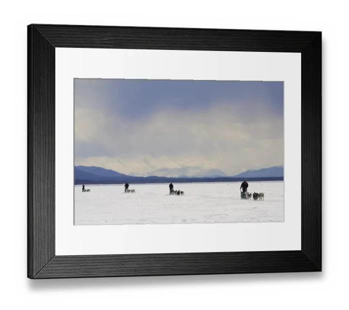 Framed Print : Dog teams with musher, dog sleds Framed Print : Dog teams with musher, dog sleds