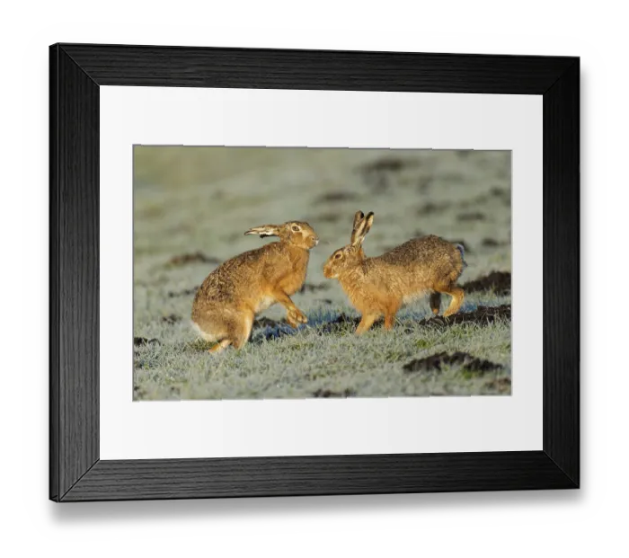 Framed Print : Brown hare (Lepus europaeus) pair on a hoarfrost-covered meadow