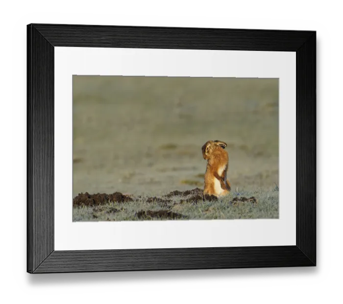 Framed Print : European hare (Lepus europaeus) with icebeard on a hoarfrost-covered meadow