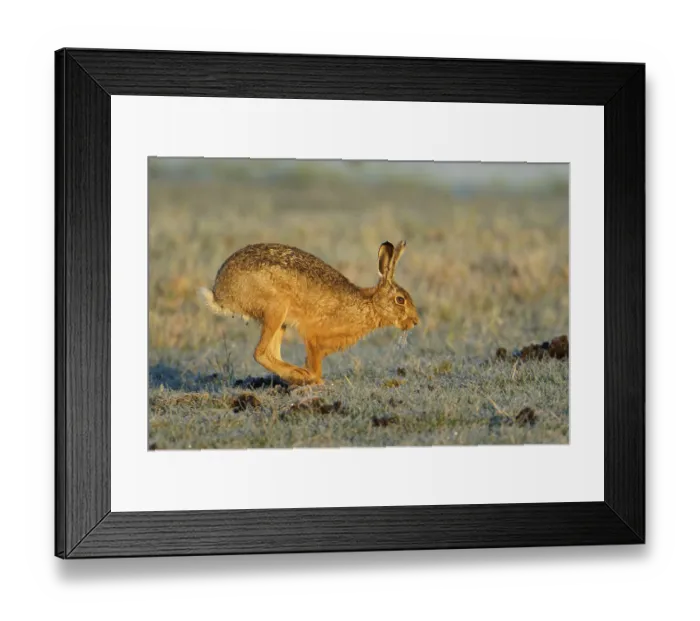 Framed Print : European hare (Lepus europaeus) with icebeard on a hoarfrost-covered meadow