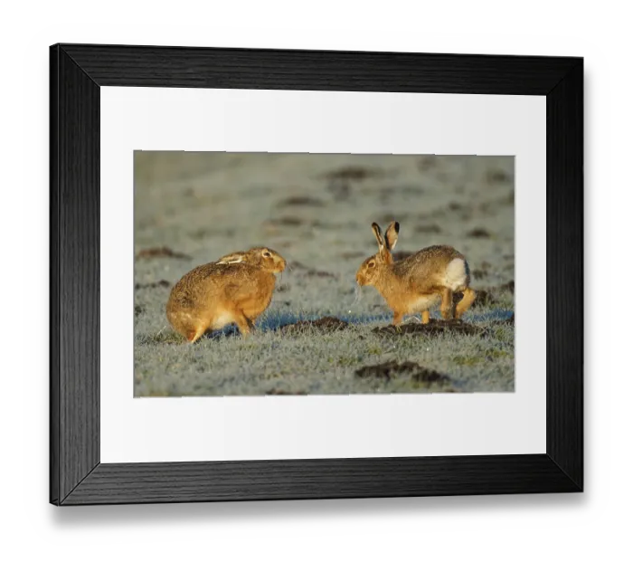 Framed Print : Brown hare (Lepus europaeus) pair on a hoarfrost-covered meadow