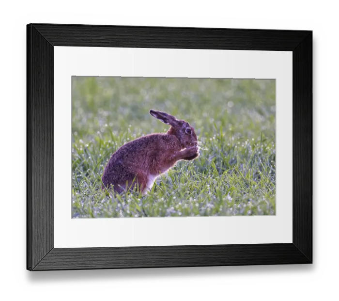 Framed Print : European hare (Lepus europaeus) with icebeard on a hoarfrost-covered meadow