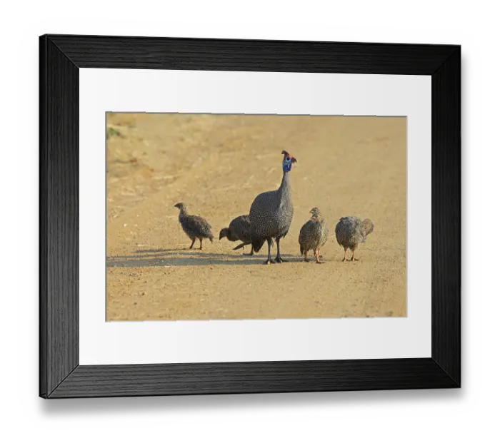 Framed Print : Helmeted guinea fowl (Numida meleagris)