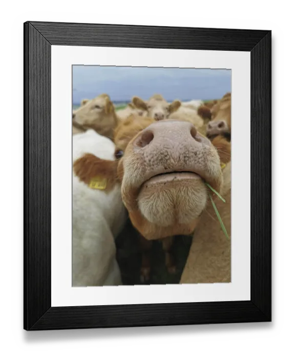 Framed Print : Brown cow (bos taurus) sniffs curiously at the camera Framed Print : Brown cow (bos taurus) sniffs curiously at the camera