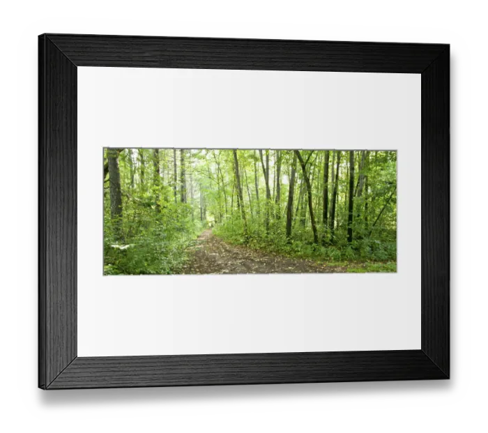 Framed Print : Summer forest landscape: a birch and pine trees Framed Print : Summer forest landscape: a birch and pine trees