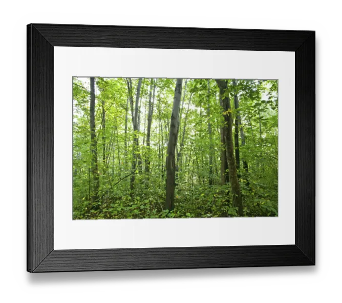 Framed Print : Summer forest landscape: a birch and pine trees Framed Print : Summer forest landscape: a birch and pine trees