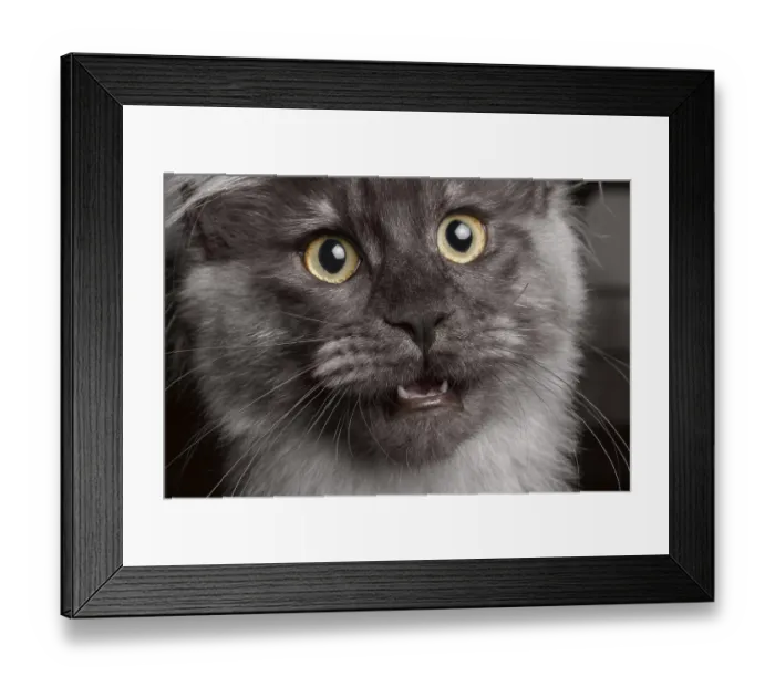 Framed Print : Close-up of Maine Coon with his mouth open