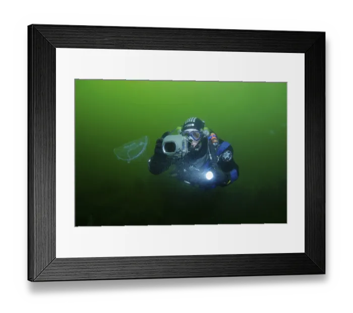 Framed Print : Underwater photographer and Common jellyfish (Aurelia aurita)