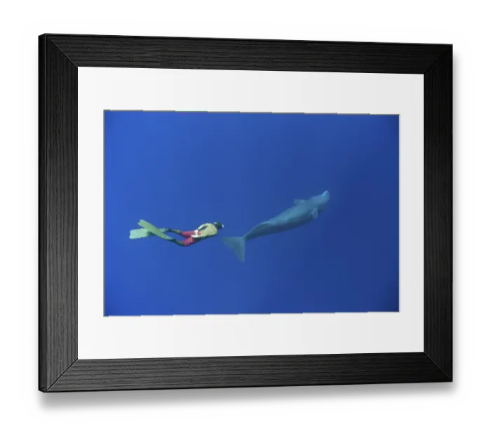 Framed Print : Sperm whale and snorkeller, Physeter macrocephalus
