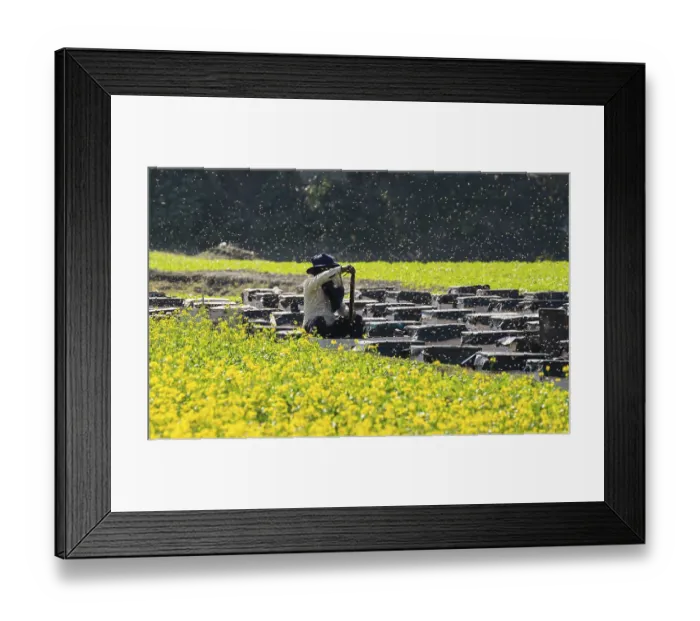 Framed Print : Beekeeper pulls honeycombs out of beehives to extract honey in a honey production unit near a mustard field on December Framed Print : Beekeeper pulls honeycombs out of beehives to extract honey in a honey production unit near a mustard field on December