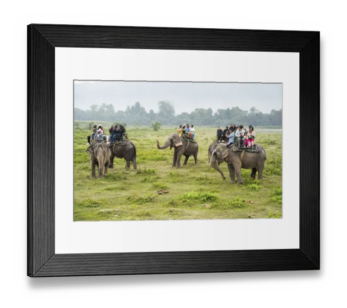 Framed Print : Tourists ride elephants during a safari at Kaziranga National Park on December 5 Framed Print : Tourists ride elephants during a safari at Kaziranga National Park on December 5