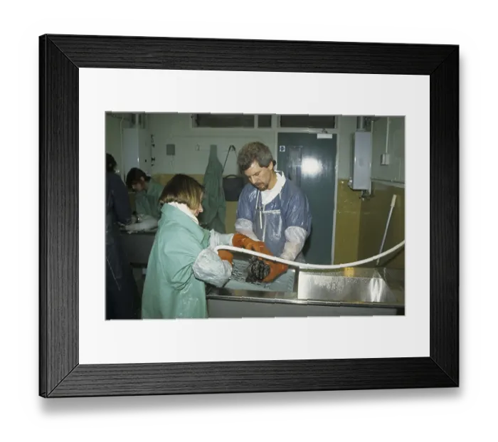 Framed Print : Oil pollution, RSPCA officers rinsing oiled Common Scoter (Melanitta nigra)