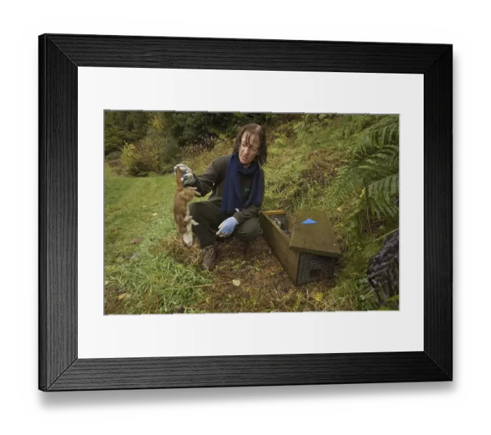 Framed Print : North Island Brown Kiwi (Apteryx mantelli) conservation program