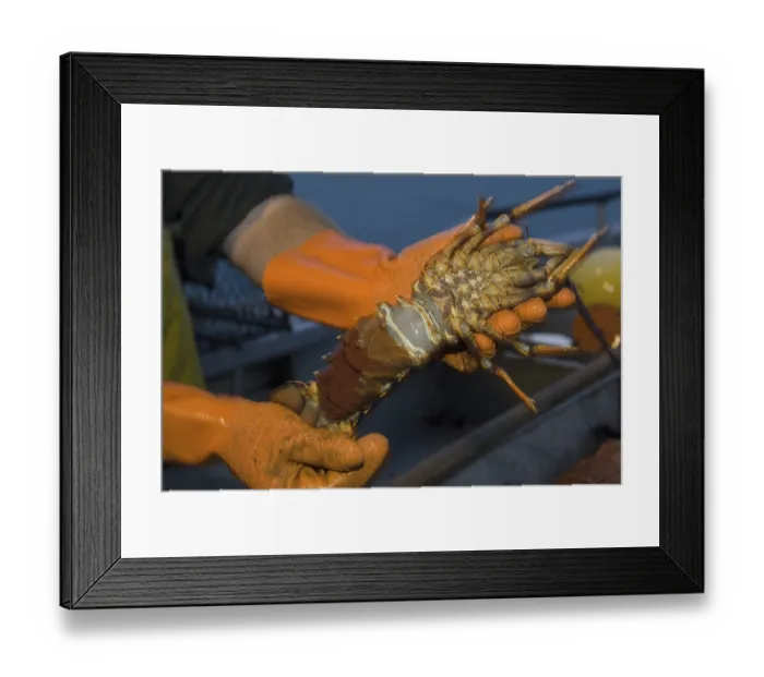 Framed Print : Catch of Southern Rock Lobster (Jasus edwardsii)