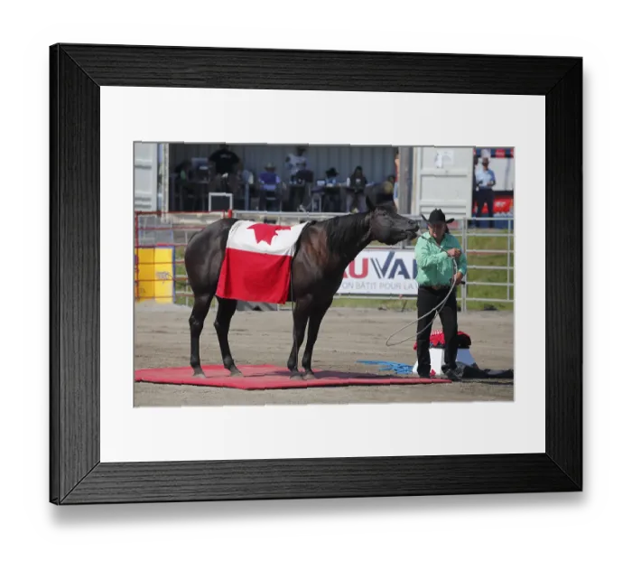 Framed Print : Mustang Showtime at the Rodeo, Valleyfield