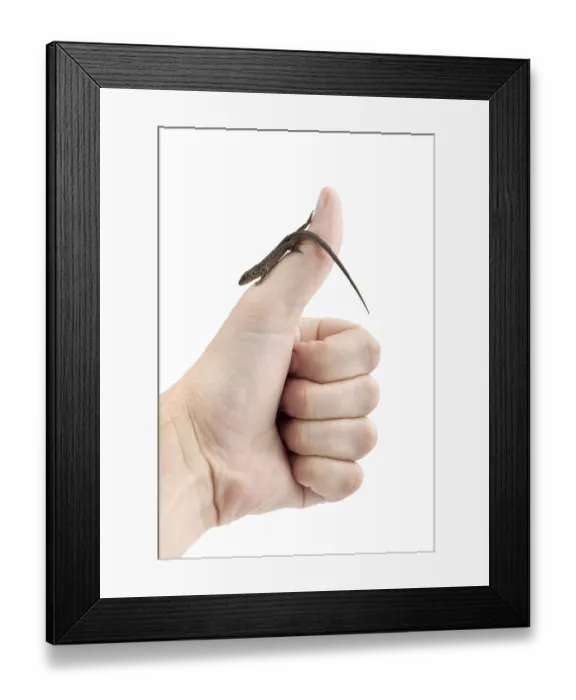 Framed Print : Lizard in the hand isolated on white background Framed Print : Lizard in the hand isolated on white background