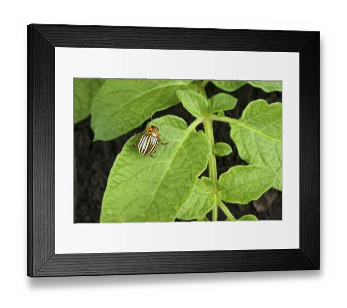 Framed Print : Colorado potato beetle on a green leaves