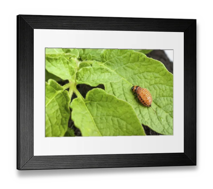 Framed Print : Colorado potato beetle on a green leaves